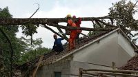 Rumah Warga Ciambar Sukabumi Rusak Tertimpa Pohon Durian