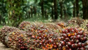 Pengemplang Pajak Sawit Bakal Setor Rp189 Triliun ke Negara
