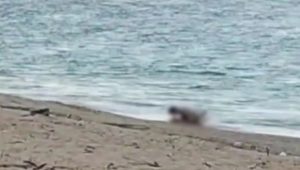Viral, Video Mesum Bule di Pantai Mandalika, Polisi Ungkap Faktanya