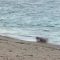 Tangkapan layar video berdurasi 29 detik yang menampilkan adegan sepasang WNA diduga berbuat mesum di pesisir Pantai Kuta Mandalika, Lombok Tengah, NTB, Rabu (2/10/2024).