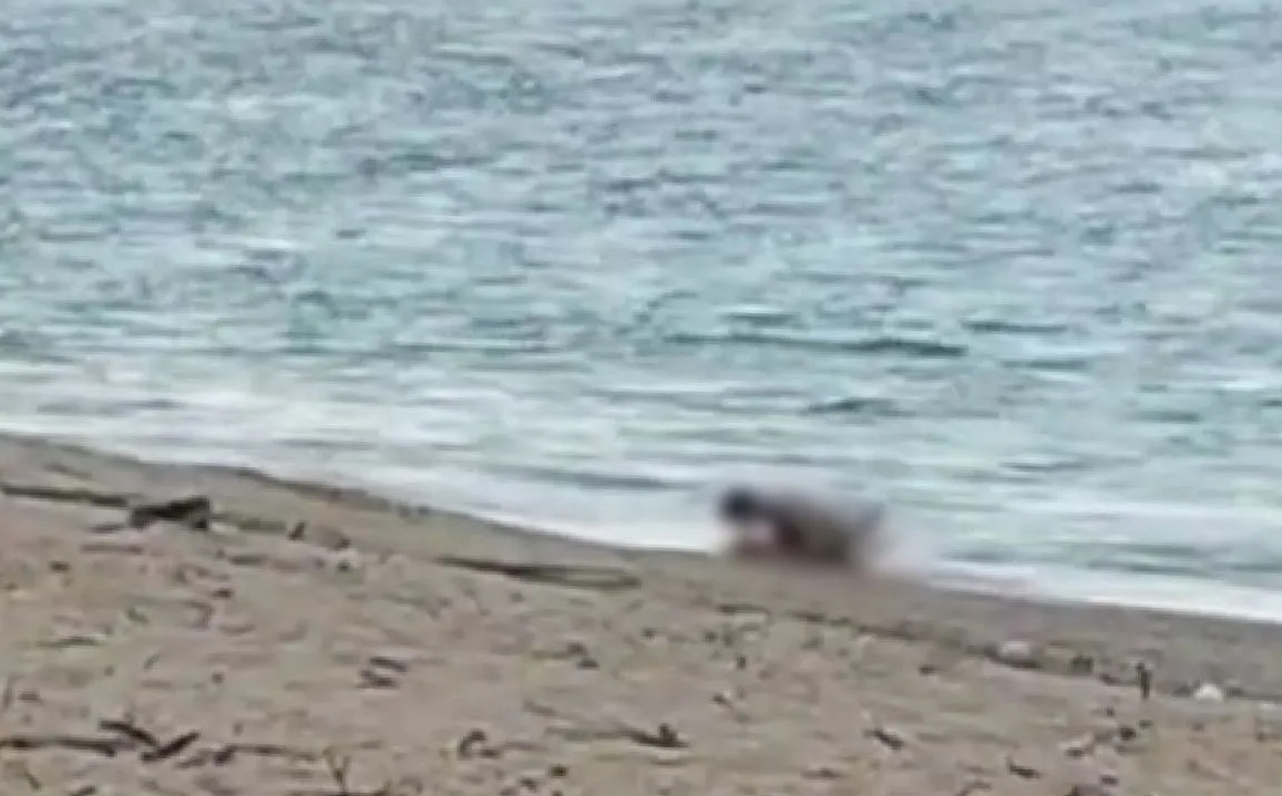 Tangkapan layar video berdurasi 29 detik yang menampilkan adegan sepasang WNA diduga berbuat mesum di pesisir Pantai Kuta Mandalika, Lombok Tengah, NTB, Rabu (2/10/2024).