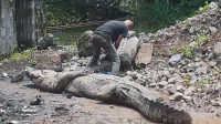 80 Buaya Titipan Lepas, Warga Sukamaju Cianjur Diimbau Agar Berhati-hati
