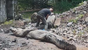 80 Buaya Titipan Lepas, Warga Sukamaju Cianjur Diimbau Agar Berhati-hati
