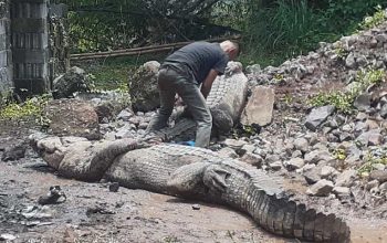 Buaya Cianjur Lepas