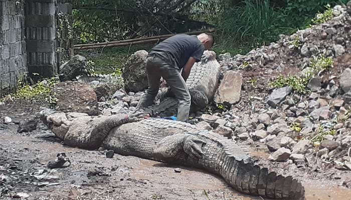 Buaya Cianjur Lepas