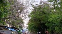 Palabuhanratu Sukabumi Tampil Cantik dengan Mekarnya Bunga Tabebuya