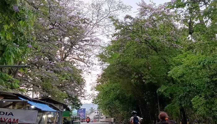 Bunga Tabebuya bermekaran di Palabuhanratu Sukabumi