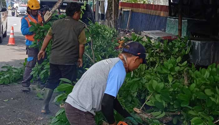 DPUTR Kota Sukabumi Pangkas 104 Pohon