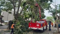 Dishub dan BPBD Kota Sukabumi Pangkas Pohon Rawan Tumbang
