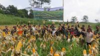 Jaga Ketahanan Pangan, Kodim 0607 Kota Sukabumi Panen Jagung di Caringin