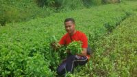 Sukses Bertani Kemangi, Petani Muda Cianjur Binaan Kementan Raup Omzet Tinggi