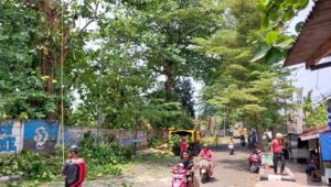 Sejumlah Pohon di Palabuhanratu Sukabumi Dipangkas, Bahayakan Pengguna Jalan
