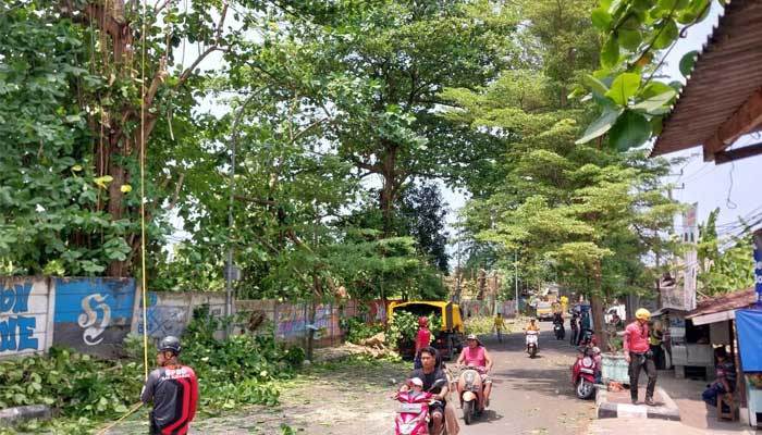 Pohon Dipangkas di Palabuhanratu Sukabumi