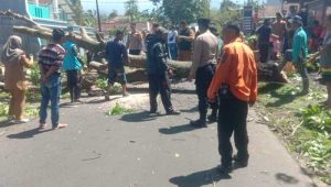 Pohon Tumbang di Kadudampit Sukabumi, Timpa Rumah Warga Hingga Tutup Jalan