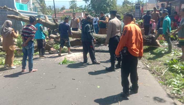 Pohon Tumbang Kadudampit Sukabumi