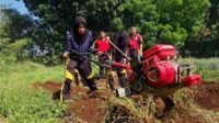 Manfaatkan Lahan Kosong, Polbangtan Kementan Olah Lahan Jadi Produktif