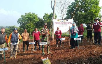 Polbangtan Bogor Tanam Padi Gogo