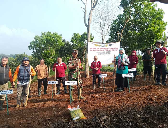 Polbangtan Bogor Tanam Padi Gogo
