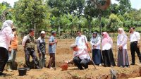 Polbangtan Bogor Kementan Gelar Sekolah Lapang Padi Gogo di Desa Cipelang, Petani Antusias Tingkatkan Pengetahuan