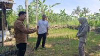 Tingkatkan Produksi Padi, Polbangtan Kementan Monitoring Padi Gogo di Kabupaten Bogor