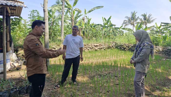 Polbangtan Kementan Monitoring Padi Gogo
