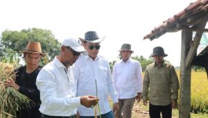Wujudkan Pertanian Modern, Staf Khusus Mentan Lakukan Peninjauan di Indramayu