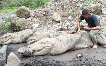 Karyawan penangkaran buaya di Kampung Gunung Calung, Kelurahan Cianjur, Kabupaten Cianjur, Jawa Barat, menangkap dua ekor buaya yang kabur di area galian pasir, Kamis (3/10/2024). (Ahmad Fikri)