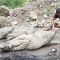 Karyawan penangkaran buaya di Kampung Gunung Calung, Kelurahan Cianjur, Kabupaten Cianjur, Jawa Barat, menangkap dua ekor buaya yang kabur di area galian pasir, Kamis (3/10/2024). (Ahmad Fikri)