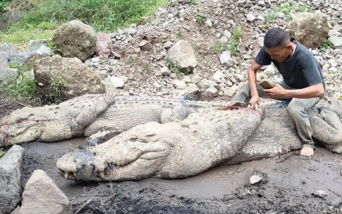 Karyawan penangkaran buaya di Kampung Gunung Calung, Kelurahan Cianjur, Kabupaten Cianjur, Jawa Barat, menangkap dua ekor buaya yang kabur di area galian pasir, Kamis (3/10/2024). (Ahmad Fikri)