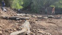 BKSDA Jabar Evakuasi 51 Buaya Dari Penangkaran di Cianjur ke Sumsel