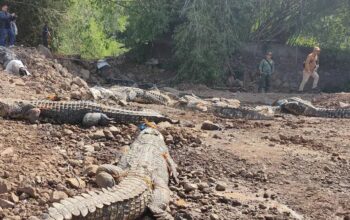 Petugas BKSDA Jabar kesulitan saat melakukan evakuasi terhadap puluhan buaya di penangkaran buaya di Kampung Gunung Calung, Kelurahan Sayang, Cianjur, Jawa Barat, Jumat (18/10/2024). (Ahmad Fikri)