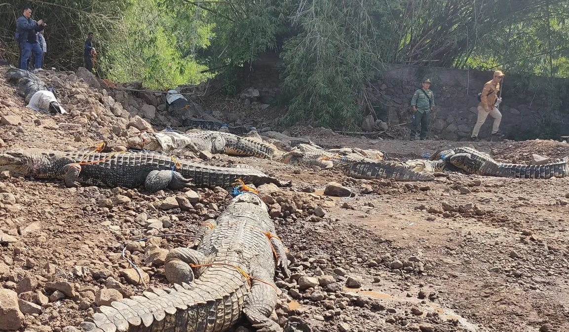 Petugas BKSDA Jabar kesulitan saat melakukan evakuasi terhadap puluhan buaya di penangkaran buaya di Kampung Gunung Calung, Kelurahan Sayang, Cianjur, Jawa Barat, Jumat (18/10/2024). (Ahmad Fikri)