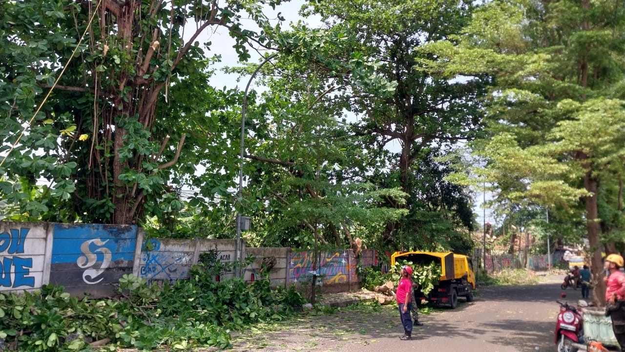 Suasana Pemangkasan Pohon di Jalan Bhayangkara Palabuhanratu oleh Tim Gabungan Jajaran Forkompimcam. (FOTO : NANDI/ RADARSUKABUMI)