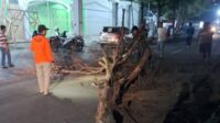 Pohon Rawan Tumbang di Palabuhanratu Sukabumi Ditebang