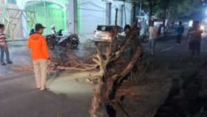 Pohon Rawan Tumbang di Palabuhanratu Sukabumi Ditebang