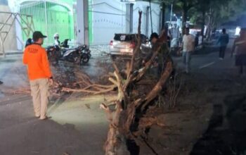 Tim gabungan kelurahan dan forkompimcam Palabuhanratu, Kabupaten Sukabumi saat melakukan evakuasi pohon di jalan di Kampung Cempaka Putih.(FOTO : NANDI/ RADARSUKABUMI)