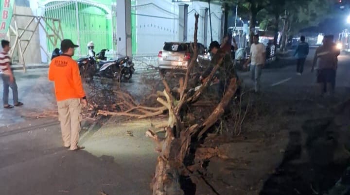 Tim gabungan kelurahan dan forkompimcam Palabuhanratu, Kabupaten Sukabumi saat melakukan evakuasi pohon di jalan di Kampung Cempaka Putih.(FOTO : NANDI/ RADARSUKABUMI)