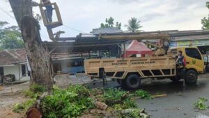 Antisipasi Kecelakaan, Disperkim Kabupaten Sukabumi Pangkas Pohon di Jalan Cikakak