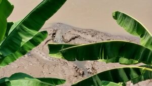 Penampakan Buaya di Sungai Cimandiri Sukabumi, Warga Pengambil Pasir: Memang Sudah Sejak Dulu Sudah Ada