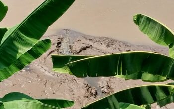 HEBOH : Seekor buaya terlihat di pinggiran aliran sungai Cimandiri, Kampung Benteng Caringin, Desa Jayanti, Kecamatan Palabuhanratu, Kabupaten Sukabumi. Rabu, (13/11).(FOTO : NANDI/ RADARSUKABUMI)