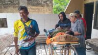 Petugas P2BK Parakansalak Sukabumi Tertimpa Pohon Tumbang