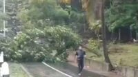 Kabupaten Sukabumi Diguyur Hujan Deras dan Angin Kencang, Pohon Mahoni di Jalur Sabuk Geopark Tumbang