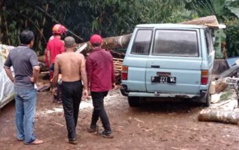 Pohon Tumbang Cibadak Sukabumi