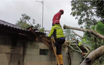 Pohon Tumbang di Sukabumi