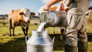 Awas ! Program Makan Bergizi Gratis Jangan Jadi Rente Impor Susu