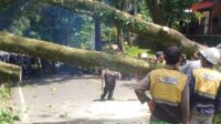 Potret Petugas Evakuasi Pohon Tumbang Tutup Jalur Utama Cianjur