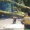 Petugas gabungan berusaha mengevakuasi pohon besar tumbang di Jalan Raya Cugenang-Cianjur, Jawa Barat, mengakibatkan antrean panjang kendaraan dari kedua arah, Jumat (28/11/2024).(Ahmad Fikri).