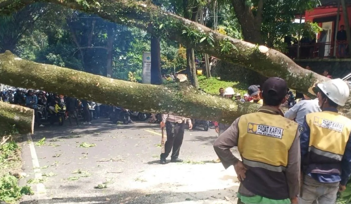 Petugas gabungan berusaha mengevakuasi pohon besar tumbang di Jalan Raya Cugenang-Cianjur, Jawa Barat, mengakibatkan antrean panjang kendaraan dari kedua arah, Jumat (28/11/2024).(Ahmad Fikri).