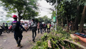 Warga Bogor Tewas Tertimpa Pohon Saat Dibonceng Temannya