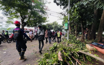 Penanganan pohon tumbang di Jalan Tentara Pelajar, Kota Bogor oleh petugas gabungan pada Jumat (1/11/2024). (Shabrina Zakaria)